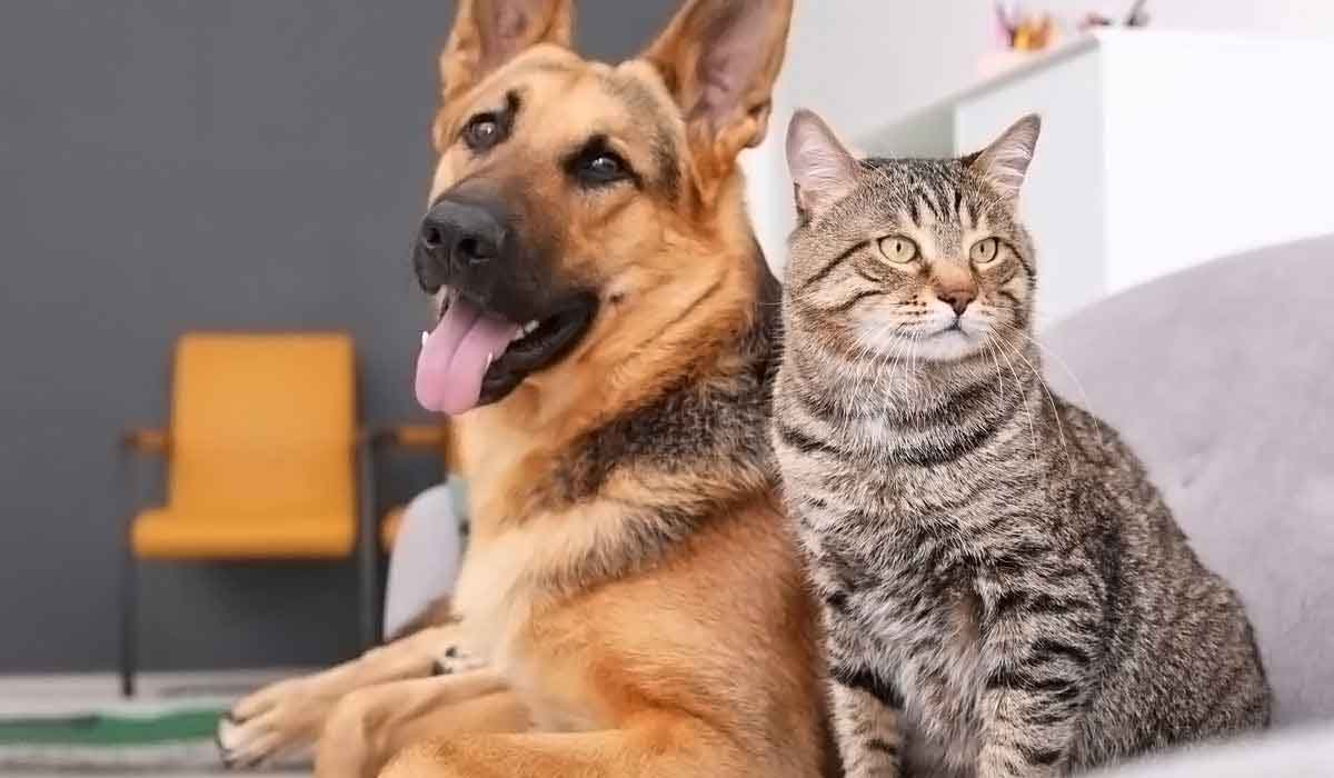 服务器攻击软件