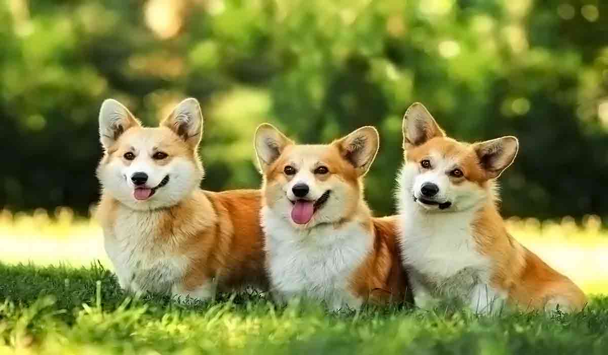 ddos压力在线测试平台