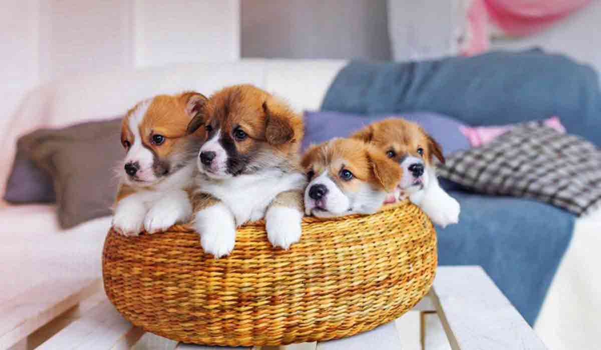 网站攻击软件工具